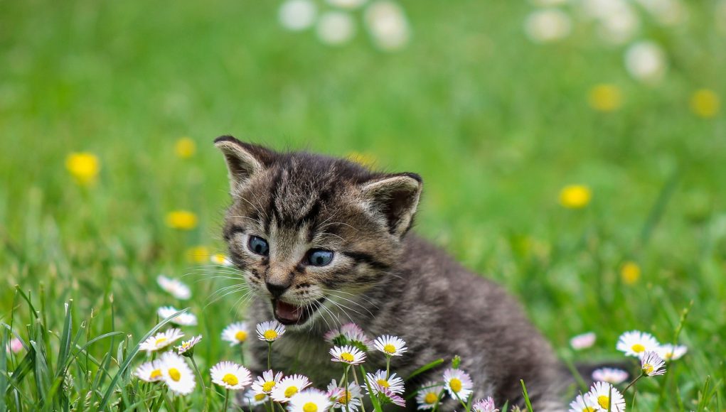 bonheur de votre chat