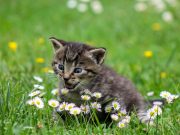 Les petites habitudes qui font le bonheur de votre chat au quotidien bonheur de votre chat
