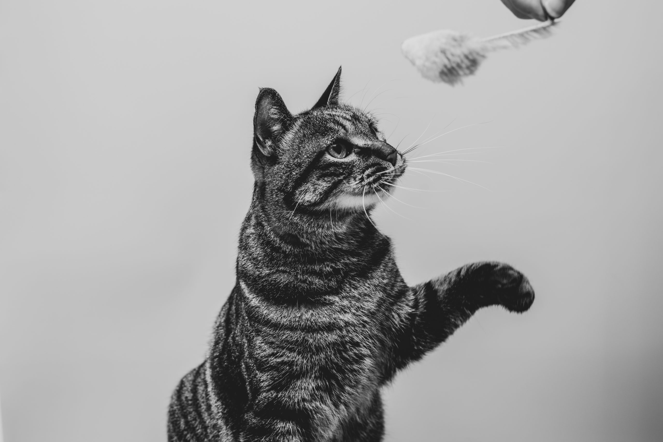 jouet pour votre chat selon sa personnalité