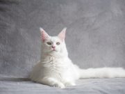 Quelles sont les races de chat qui vivent le plus longtemps ? races de chat