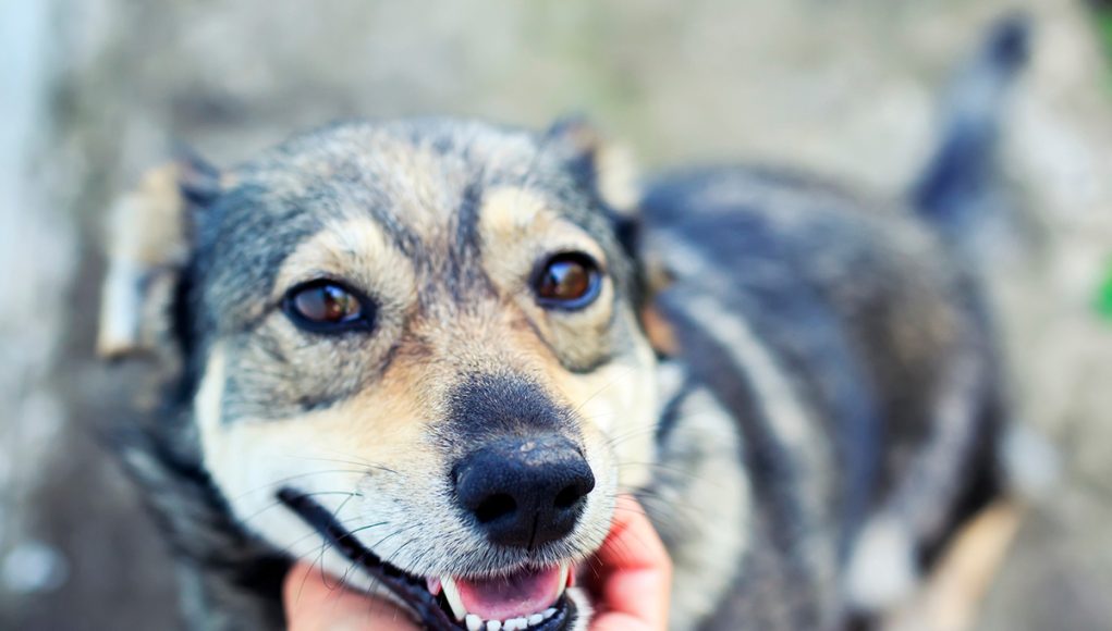 mots que votre chien reconnait