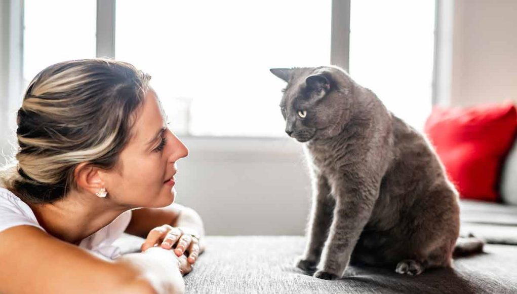 mots que les chats reconnaissent et adorent entendre