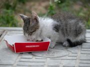 7 aliments toxiques à éviter absolument pour votre chat aliments toxiques pour chat