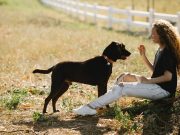 3 fruits que votre chien pourrait adorer manger fruits que votre chien pourrait adorer manger