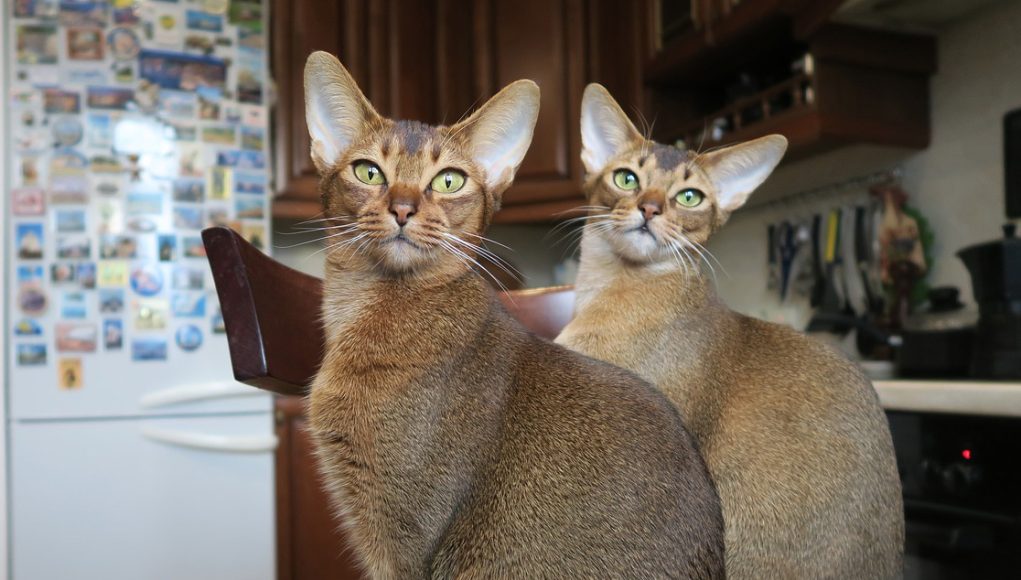 race de chat Abyssin