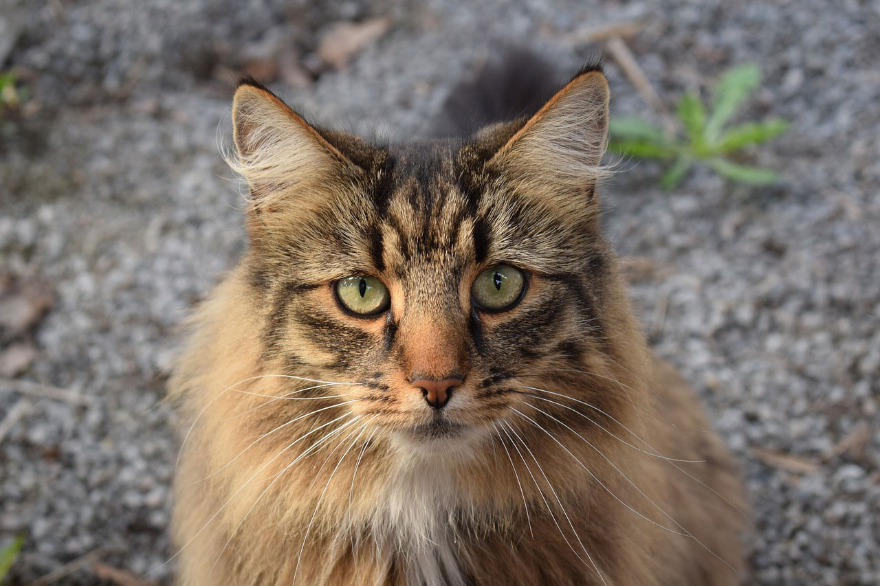 race de chat Norvégien