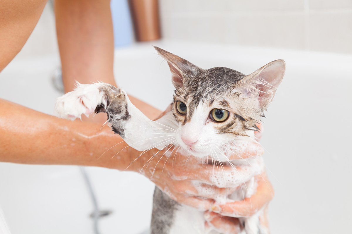 faire une séance de toilettage agréable pour votre chat