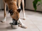 Peut-on donner du poisson à manger à son chien ? Donner du poisson à son chien