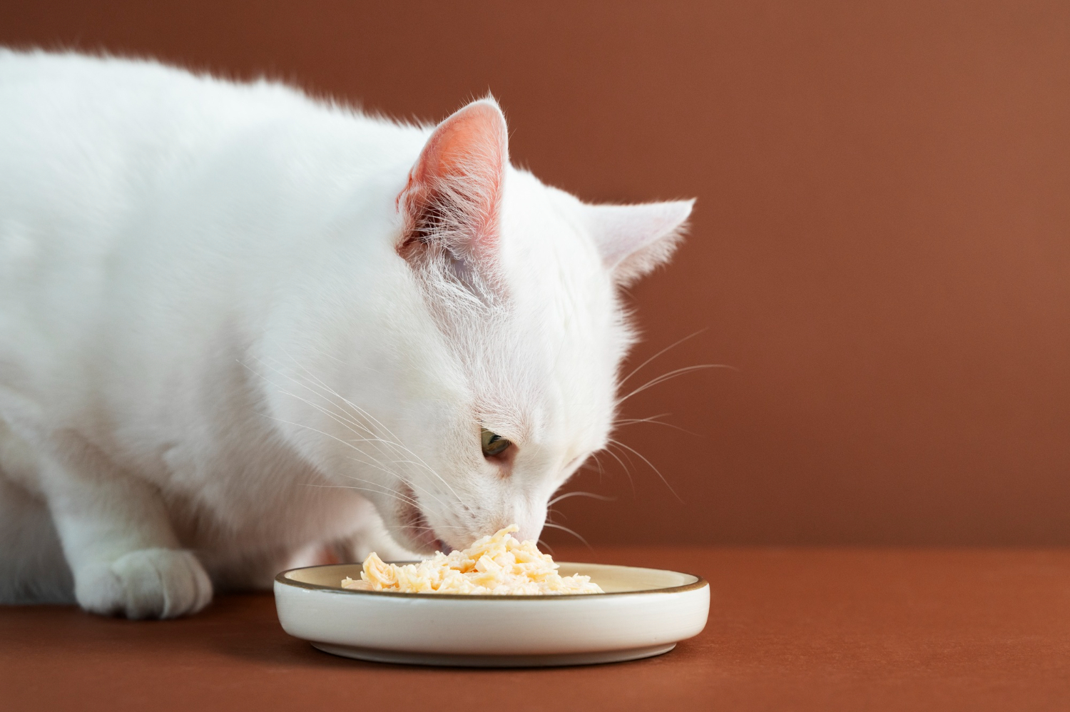 chat qui mange