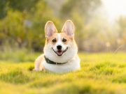 Comment puis-je savoir si mon chien est bien socialisé ? le chien est bien socialisé