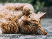 Les gestes bizarres que votre chat fait tous les jours gestes bizarres des chats