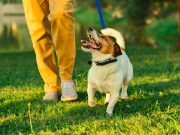 Les 6 meilleurs endroits pour se promener avec son chien meilleurs endroits pour se promener avec son chien
