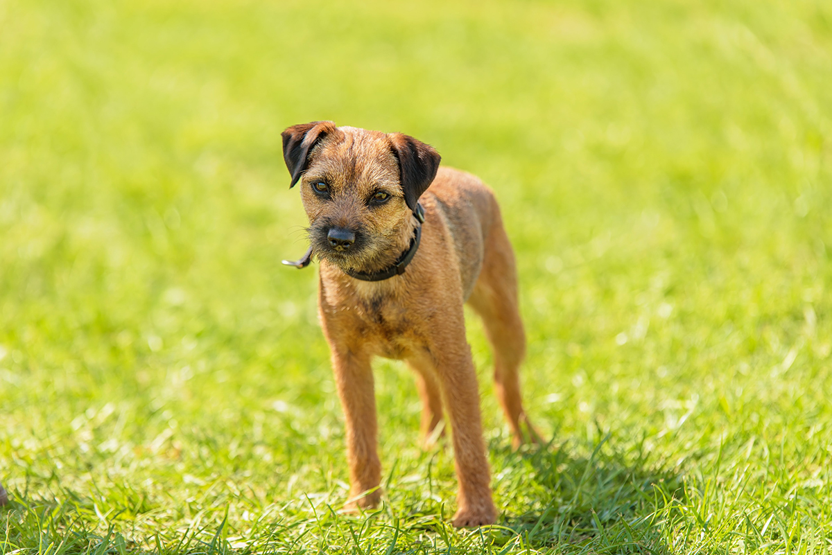 Border Terrier