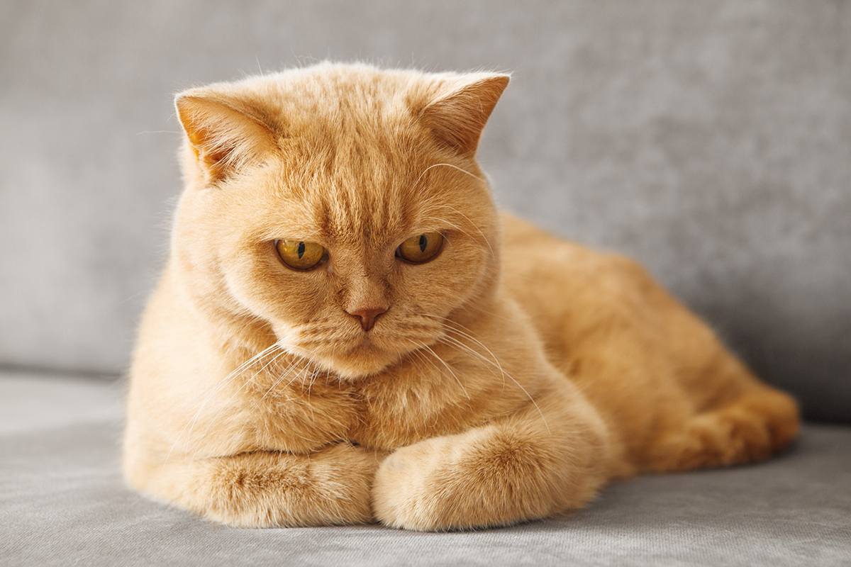 chat de la race British Shorthair roux