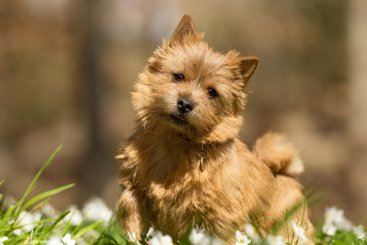 Cairn Terrier