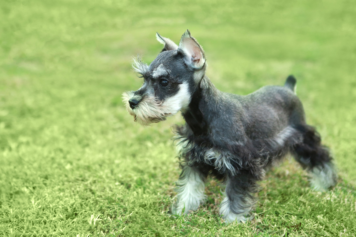 Photo d'un Schnauzer Nain pesant entre 10 et 15 kilos