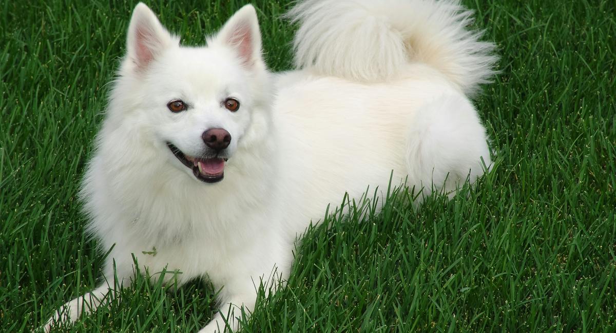 Spitz Japonais
