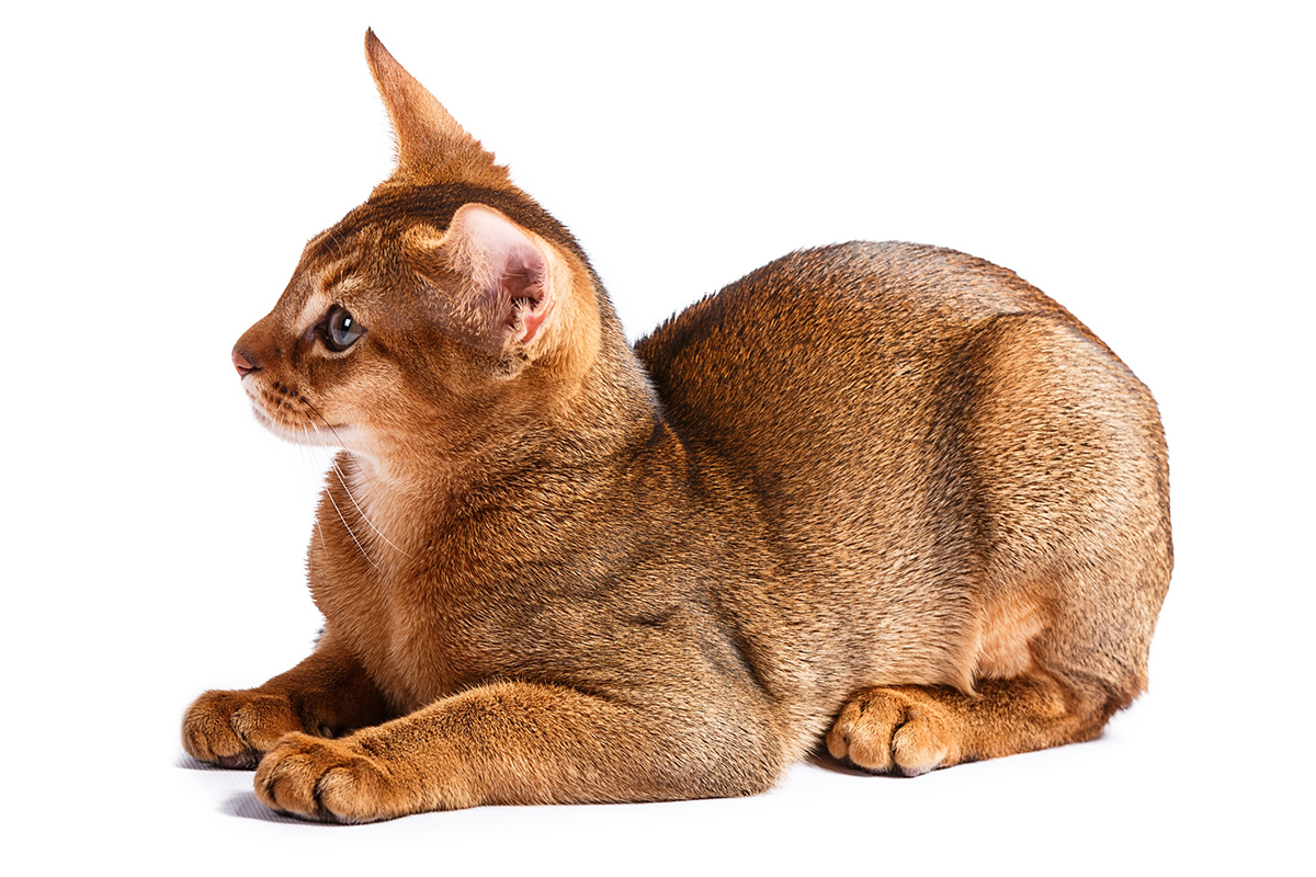 Photo d'un chat roux de la race Abyssin