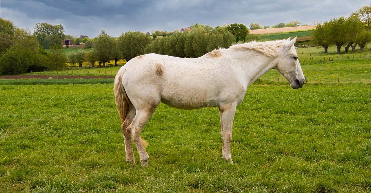 cheval