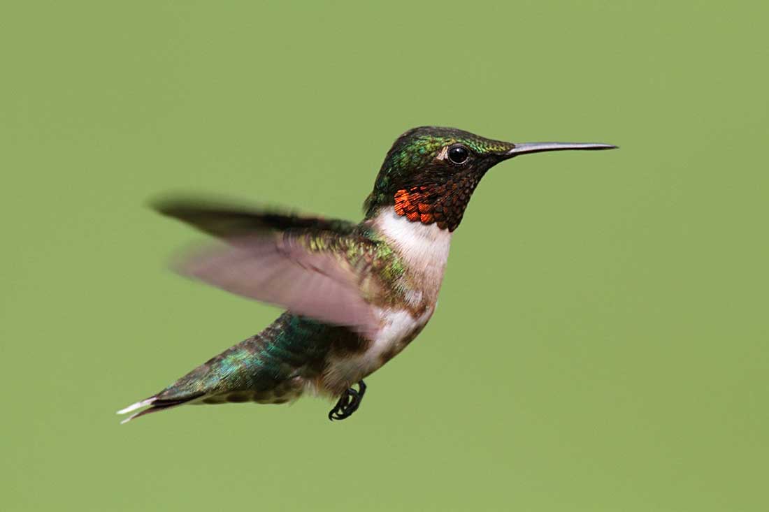 colibri