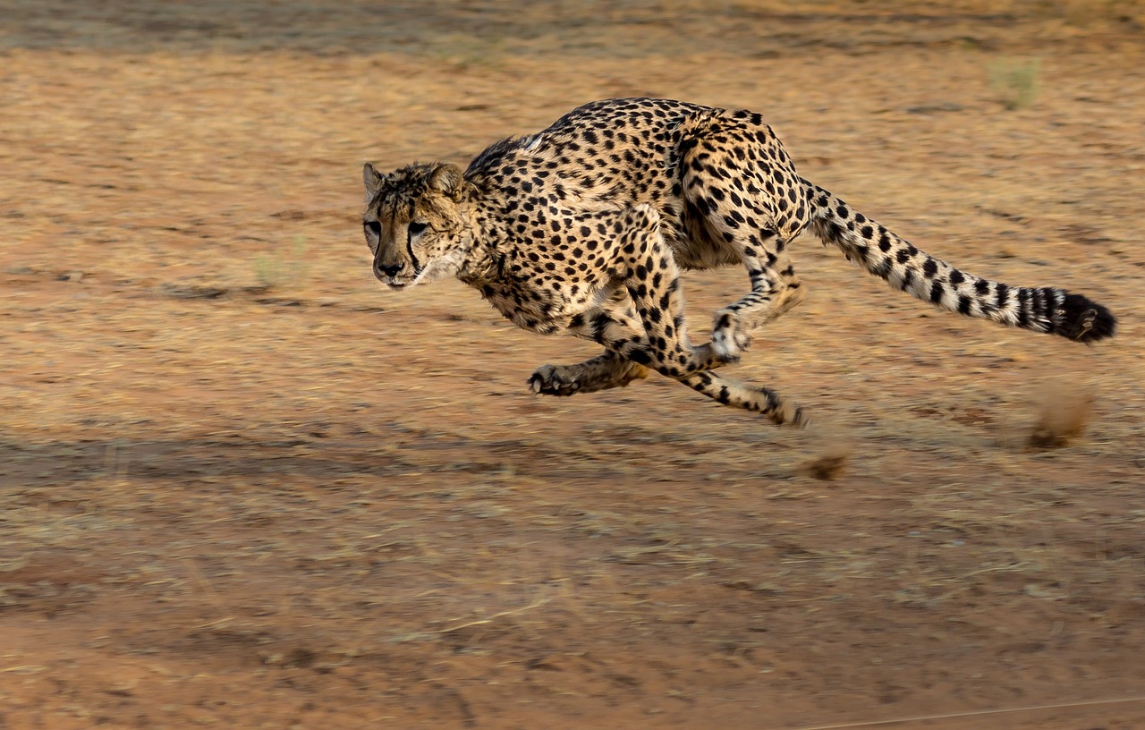animaux les plus rapides du monde