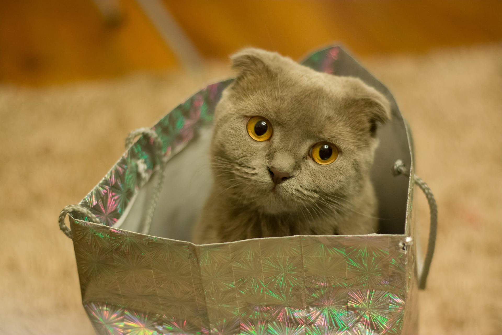 Scottish Fold tête plate ou aplatie
