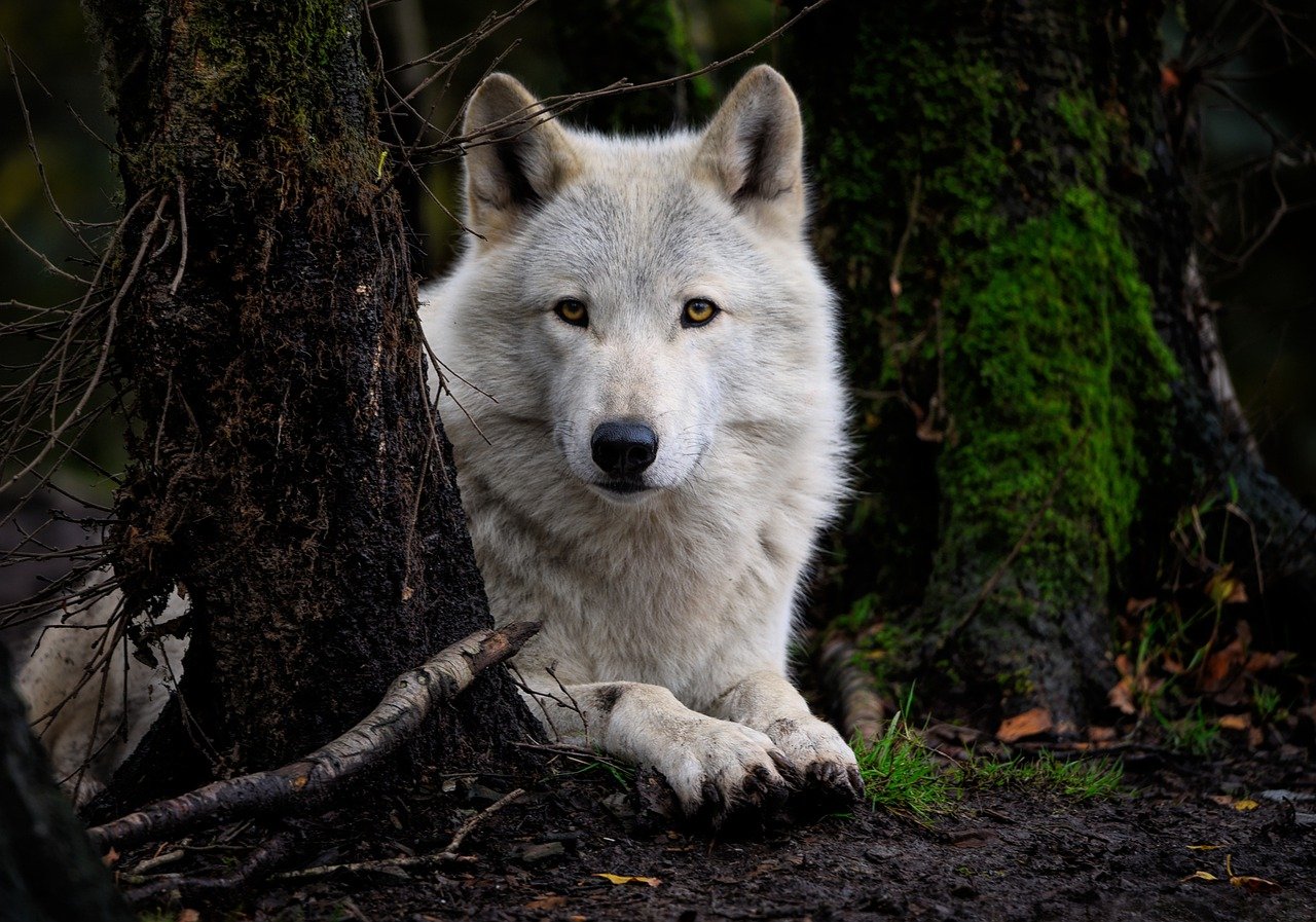 Loup Gris