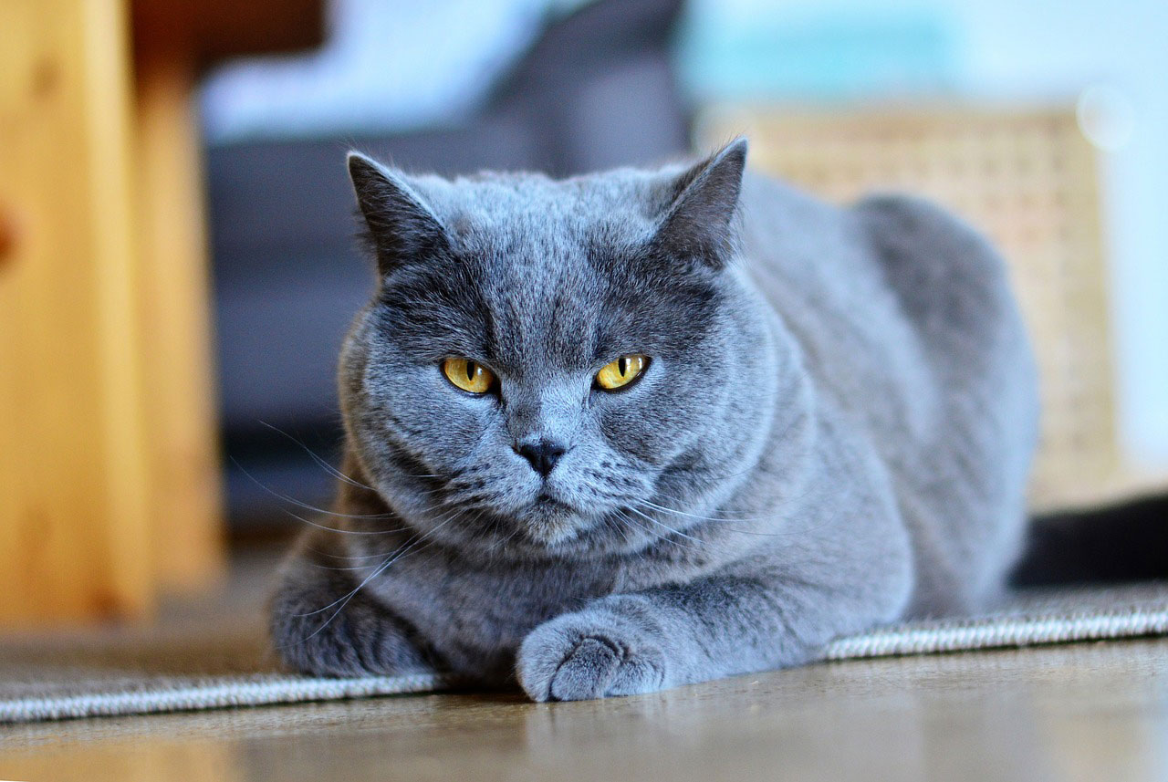 chat Chartreux