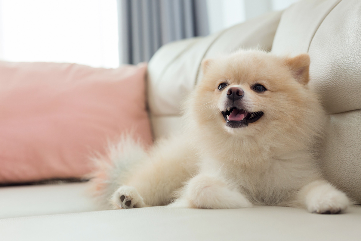Photo d'un Spitz Nain blanc
