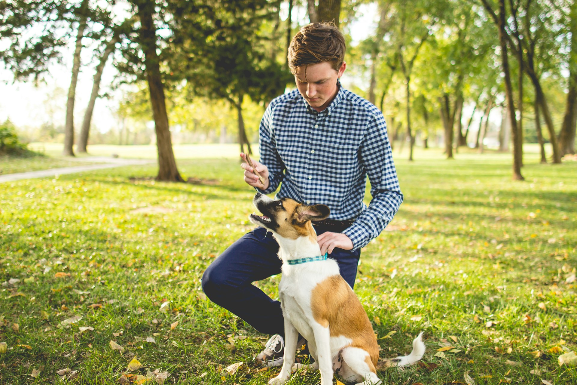 endroits pour se promener avec son chien