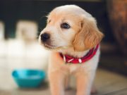 Le sevrage du chiot : étapes essentielles et conseils pratiques le sevrage